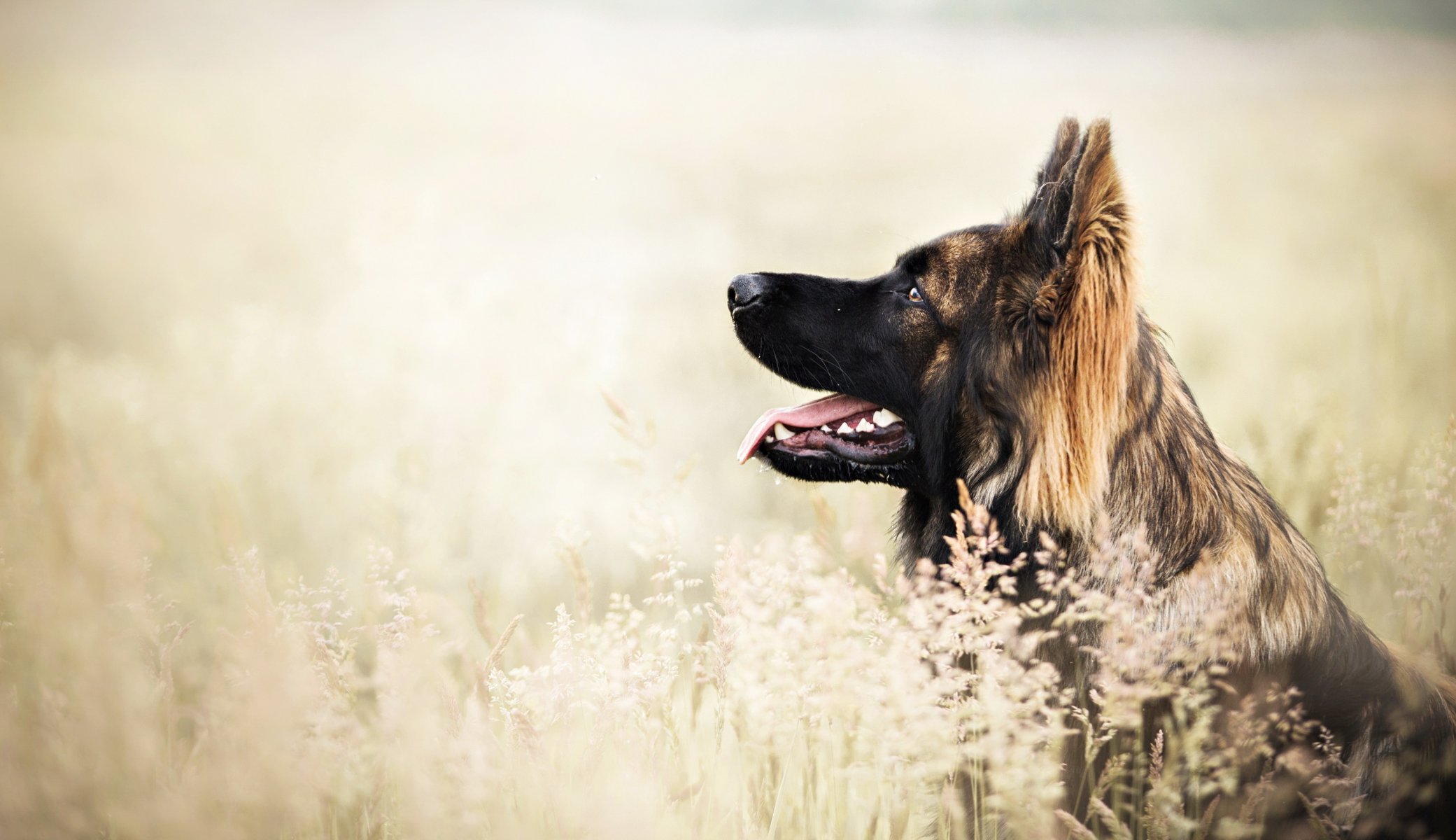 Взыскание ущерба при укусе собаки в Алтайском