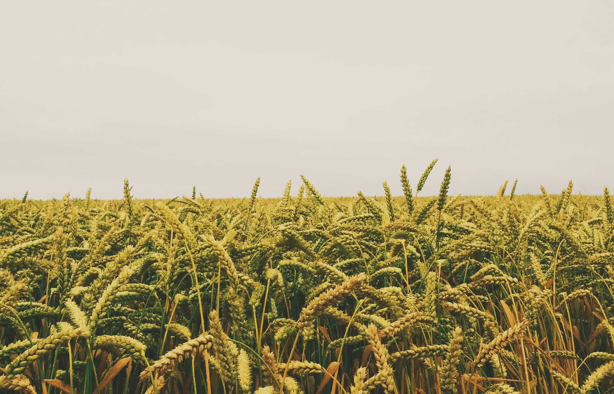 Юрист по земельным спорам в Алтайском. Услуги земельного юриста.